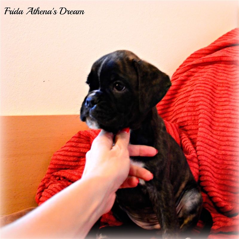 6,5 weeks